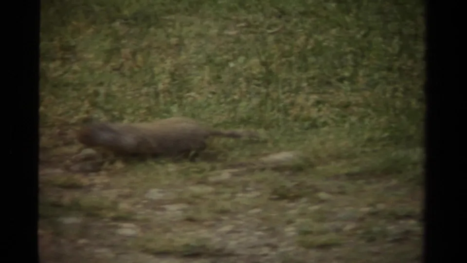The squirrel crosses the grass in a soft, grainy 8mm frame from the 1979 Canada clip.
