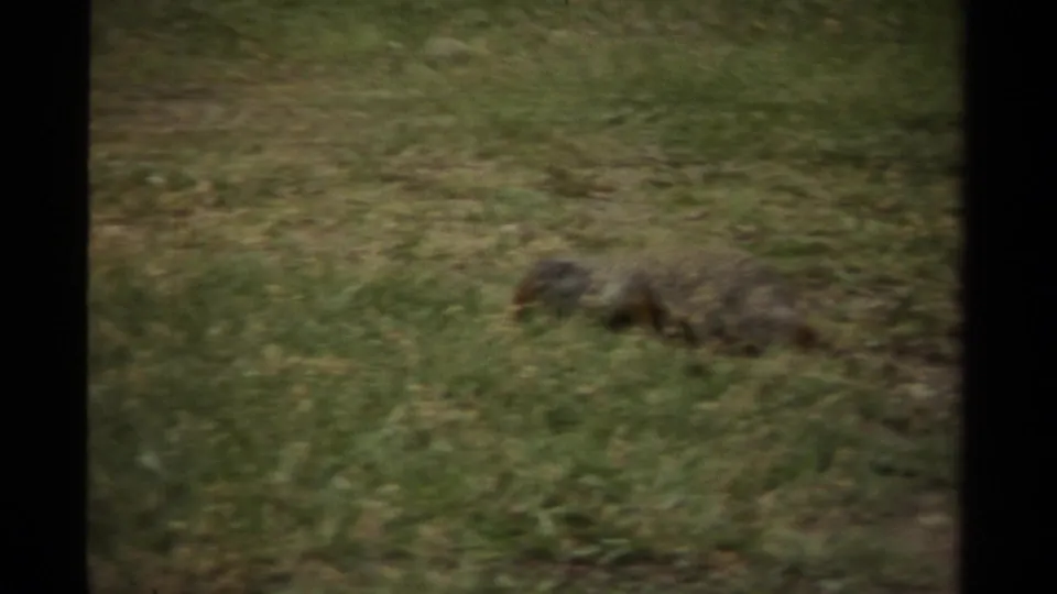 A softly focused 8mm frame shows the squirrel low in uneven grass, with the contact-sheet border visible.