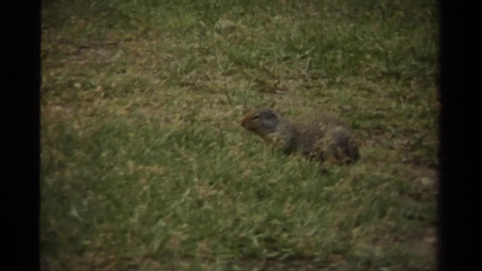 The squirrel appears more clearly in grass, facing left in a muted 1979 Canadian 8mm home-movie frame.