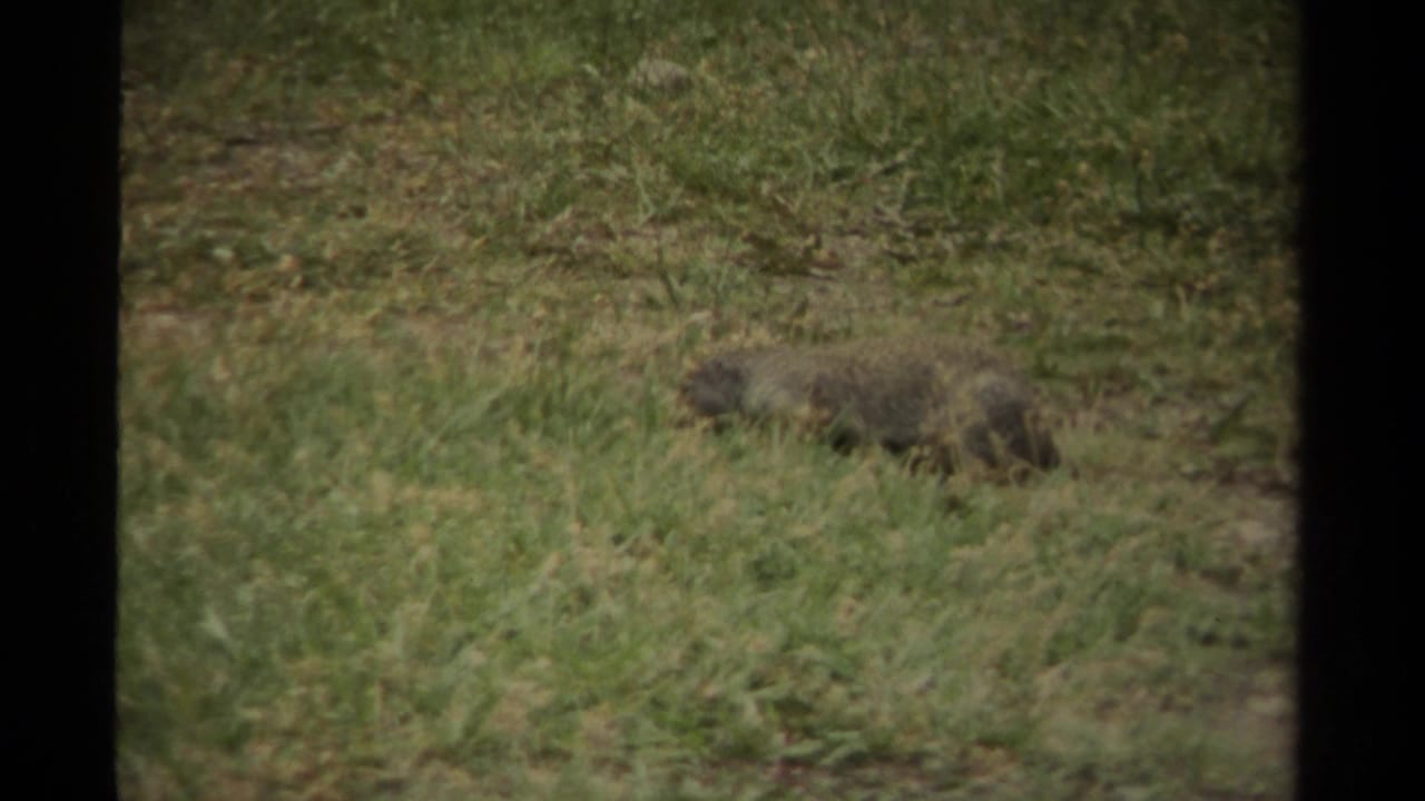 A small brown-gray rodent appears partly obscured in Canadian grassland footage from 1979, seen through soft 8mm film grain.