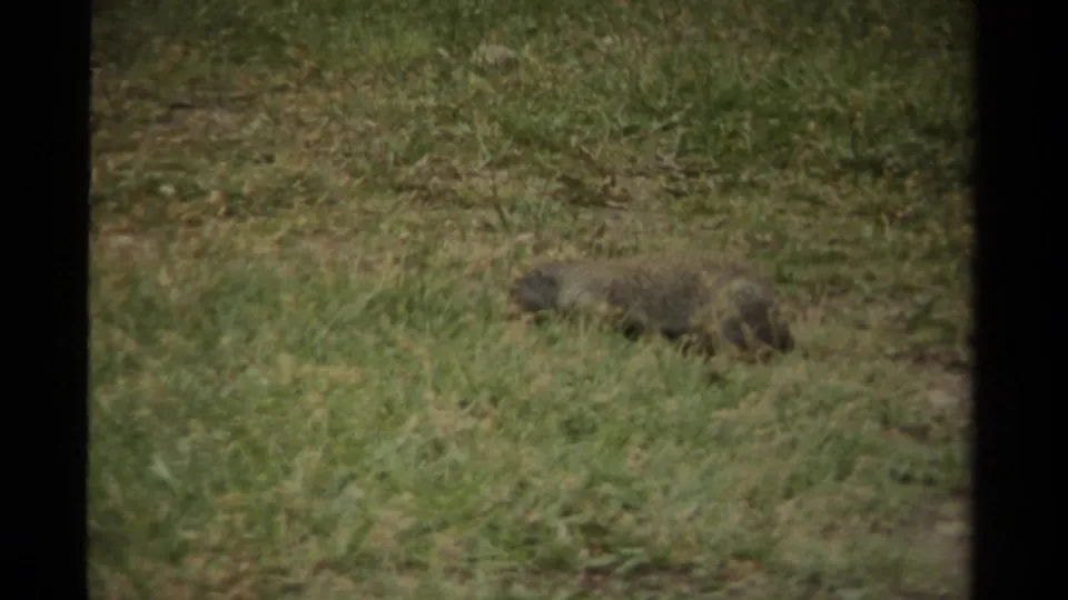 A small brown-gray rodent appears partly obscured in Canadian grassland footage from 1979, seen through soft 8mm film grain.
