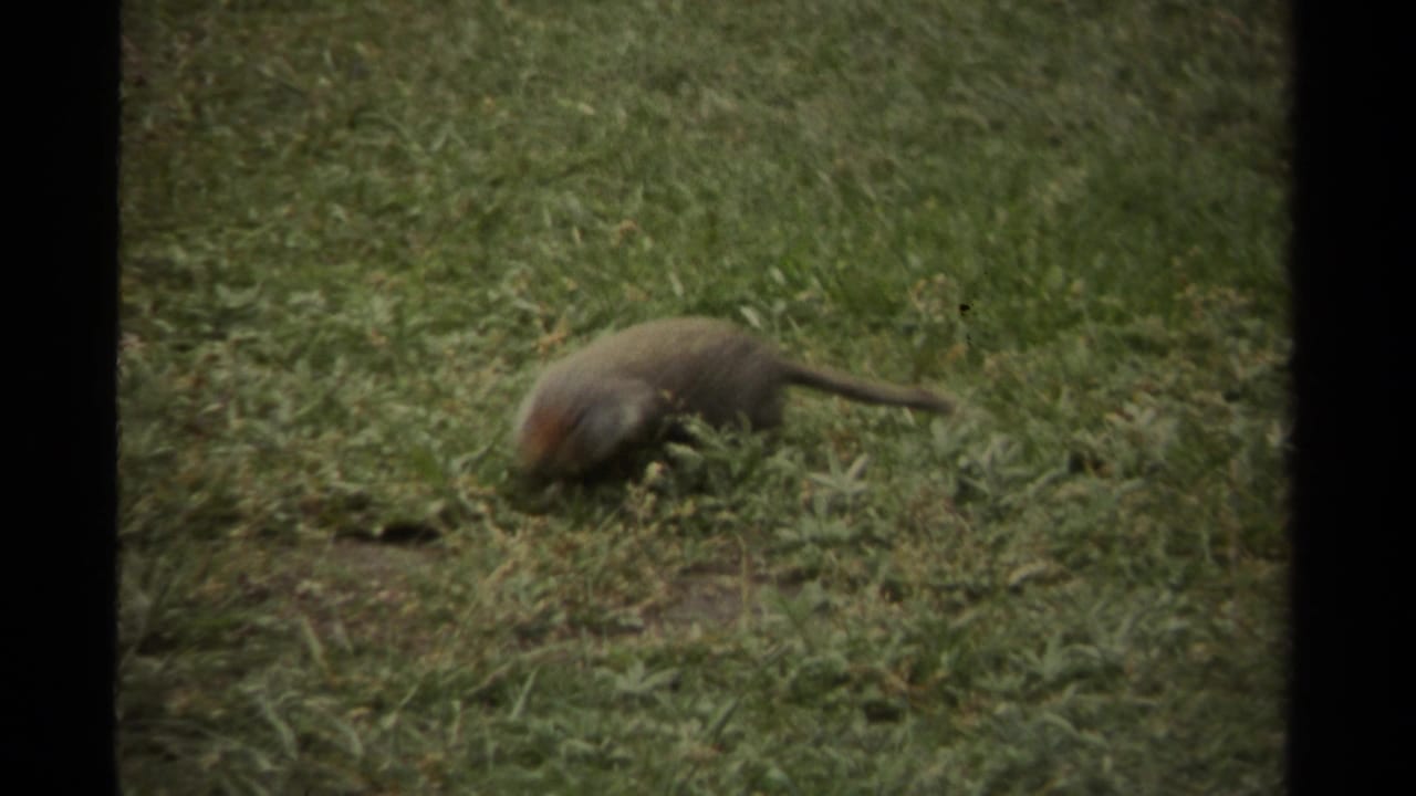 A small rodent, likely a ground squirrel, forages with its head down in a grassy Canadian field in 1979 8mm footage.