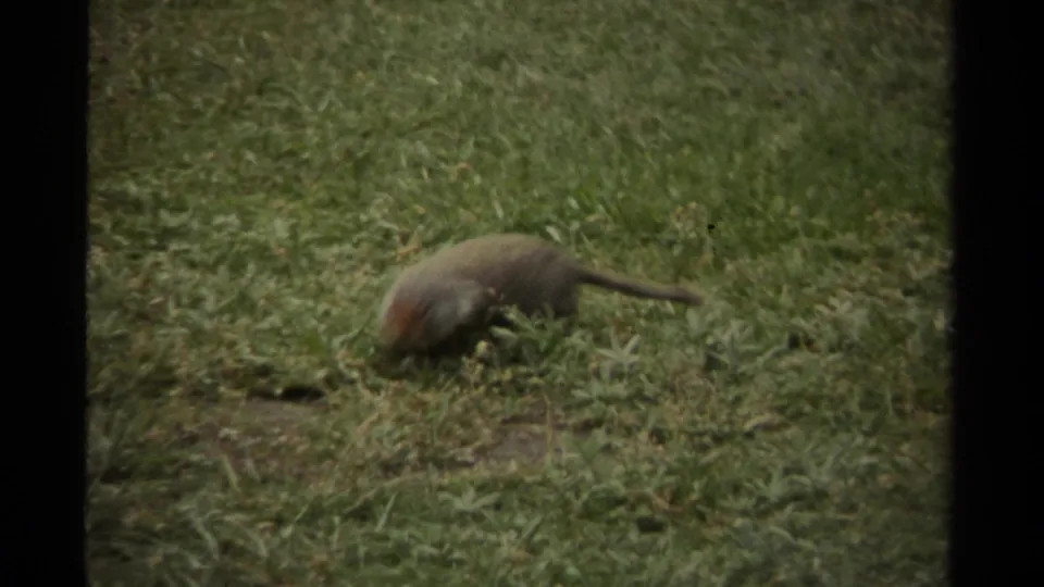 A small rodent, likely a ground squirrel, forages with its head down in a grassy Canadian field in 1979 8mm footage.