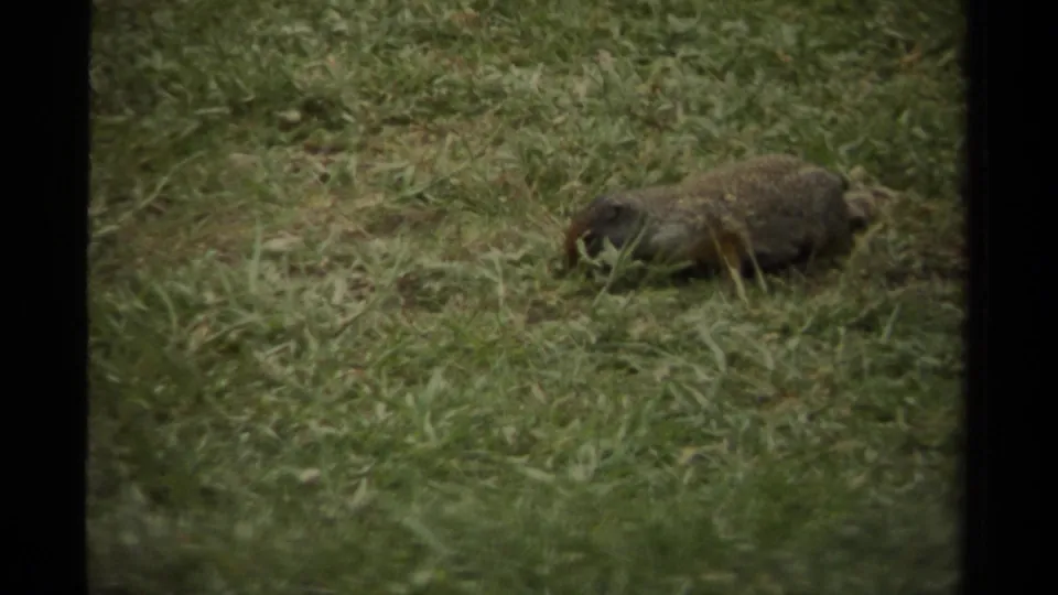 The rodent stays low among tall grass, its brown-gray fur blending into the Canadian field in this 1979 home-movie frame.