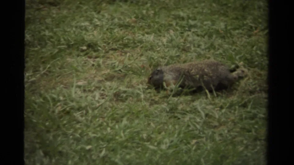 A small rodent crosses a grassy area near the lower right of the frame, recorded in soft 1979 Canadian 8mm footage.