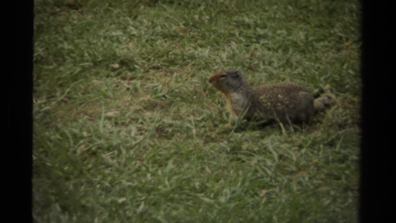 A squirrel appears alert in short green grass in 1979 Canadian 8mm home-movie footage.