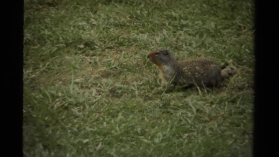 A squirrel appears alert in short green grass in 1979 Canadian 8mm home-movie footage.