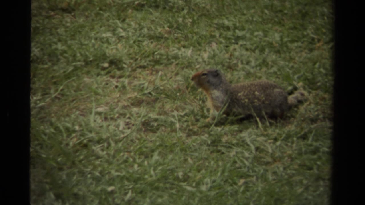 The squirrel stays low among short grass, its head lifted in the 1979 Canada home-movie scene.