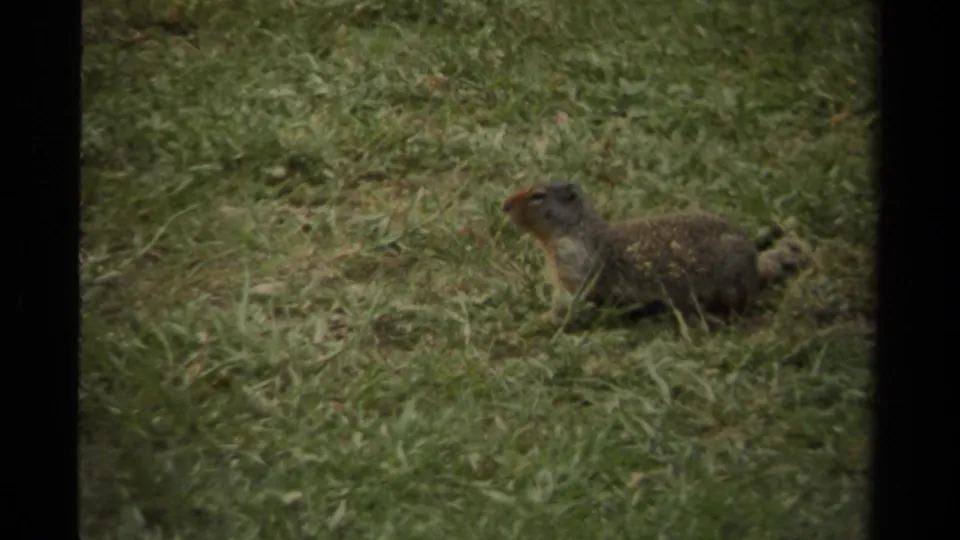 The squirrel stays low among short grass, its head lifted in the 1979 Canada home-movie scene.
