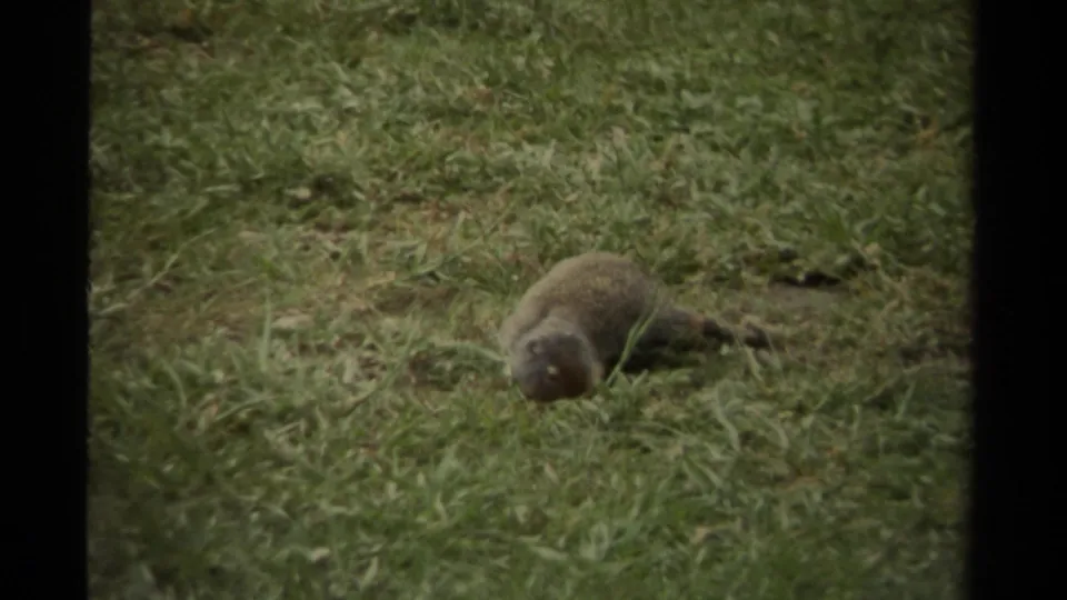 A squirrel bends toward the lawn as if sniffing or foraging in the supplied 1979 Canada footage.
