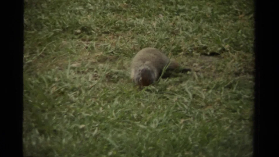 The squirrel faces downward in short grass, continuing the quiet foraging action in this Canadian 8mm clip.