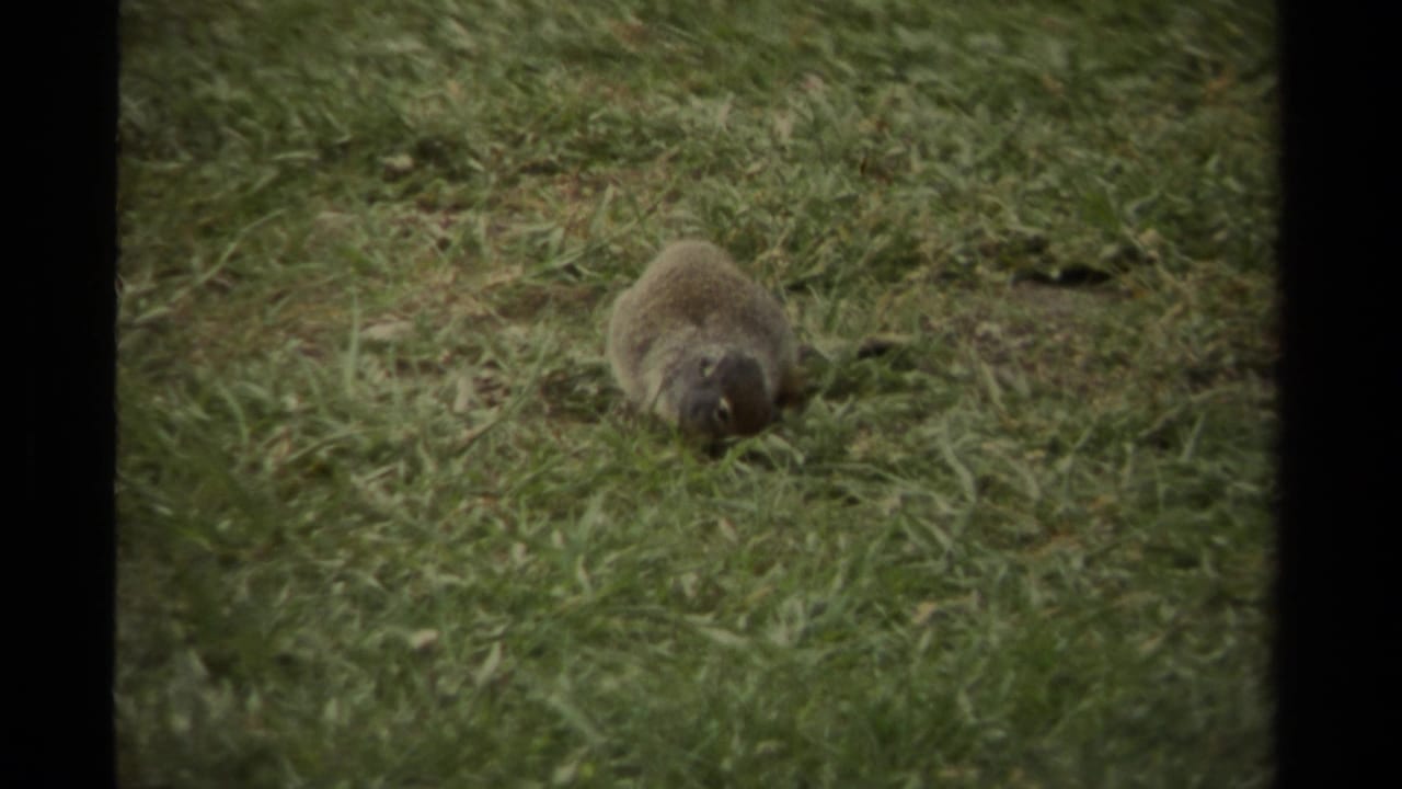 Small prairie dog foraging in green grass with dark film frame edges.