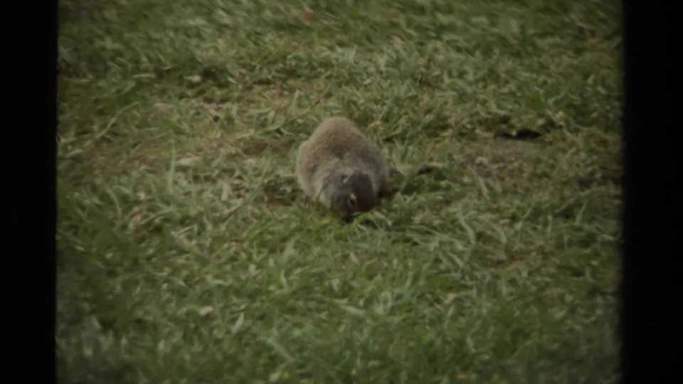 1979 Canadian 8mm frame showing a small prairie dog or similar rodent bent down in green grass.