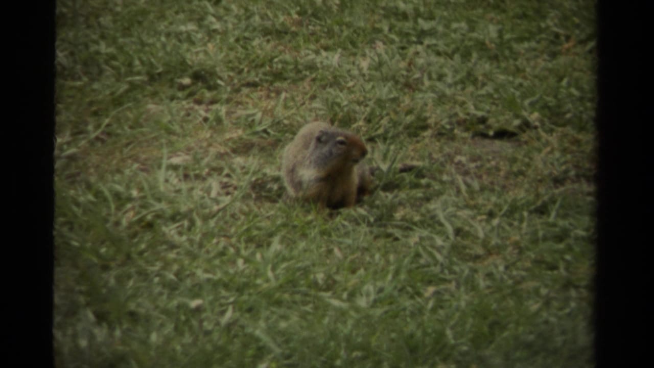 1979 Canadian 8mm frame with a prairie dog sitting upright in grass, seen from a low handheld viewpoint.