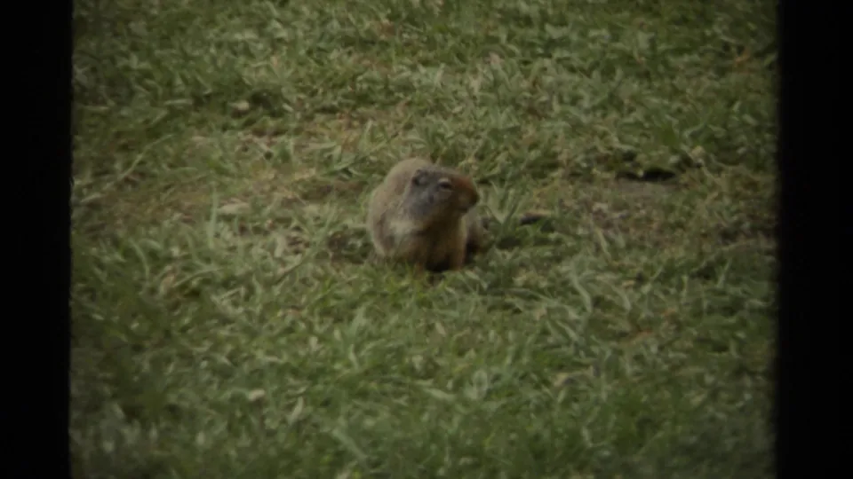 1979 Canadian 8mm frame with a prairie dog sitting upright in grass, seen from a low handheld viewpoint.