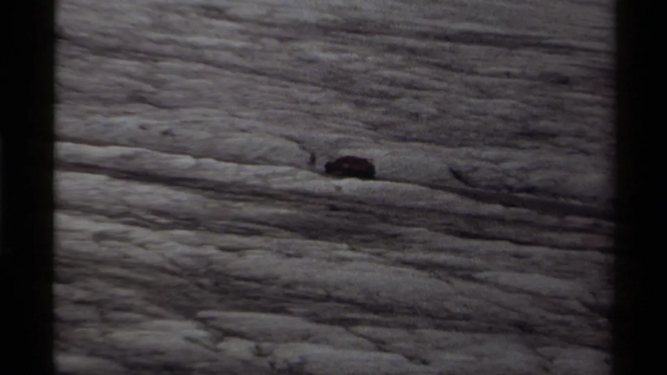 A distant black bear appears on pale striated rock in 1979 Canadian home-movie footage.