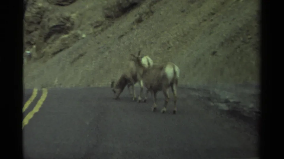 Two horned rams appear on a Canadian mountain highway, with yellow road lines and a rocky slope behind them.