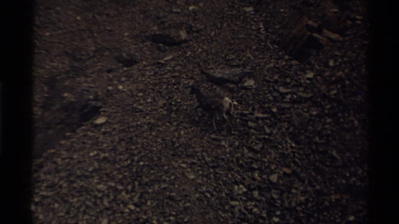 1979 8mm home-movie frame from Canada showing a mountain goat crossing uneven rocky terrain in low exposure.