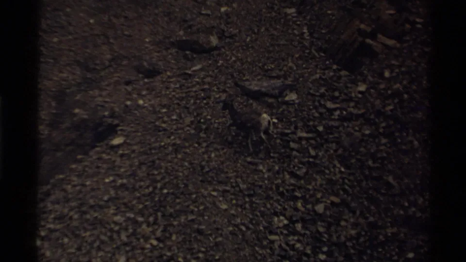 1979 8mm home-movie frame from Canada showing a mountain goat crossing uneven rocky terrain in low exposure.