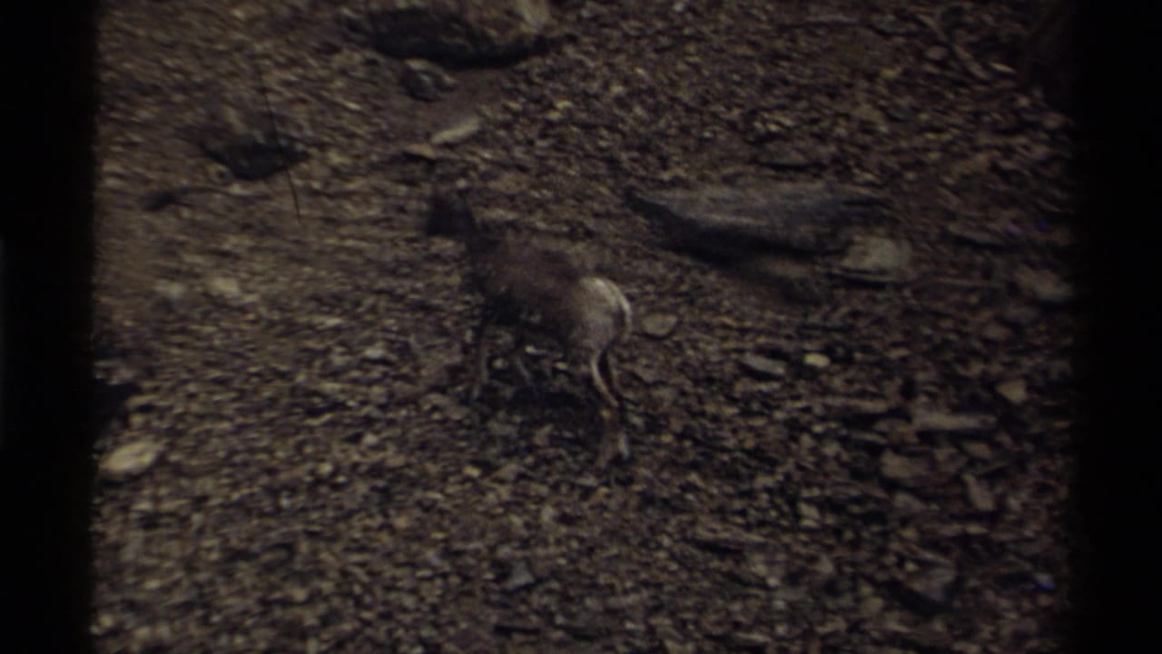 Mountain goat walking across loose rocks near a flat stone.