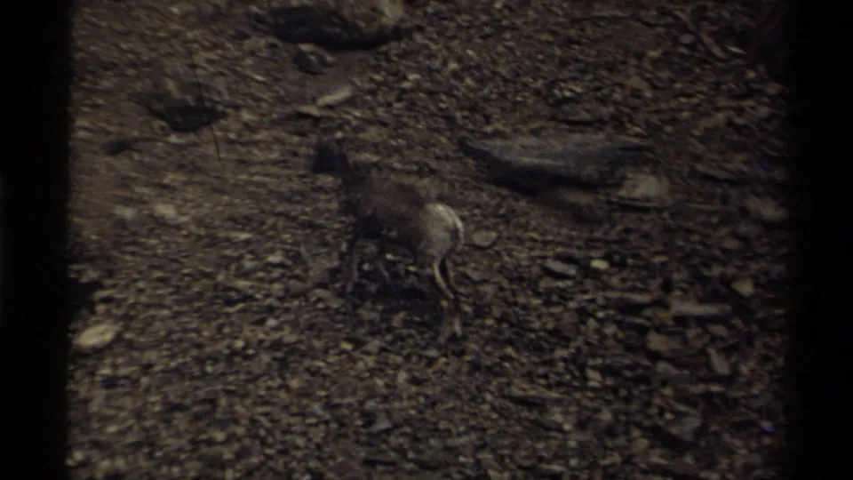 Mountain goat seen from a handheld 8mm viewpoint on rocky Canadian wilderness terrain, with grain and dark gate edges visible.