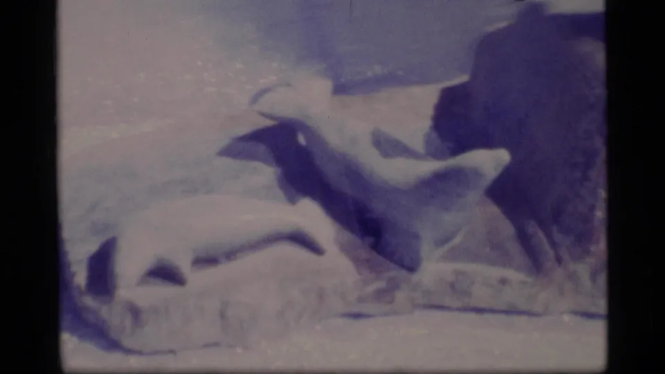 Blue-shifted 1977 Alaska 8mm frame showing a seal-like animal on snow near a polar bear and dark rock forms.