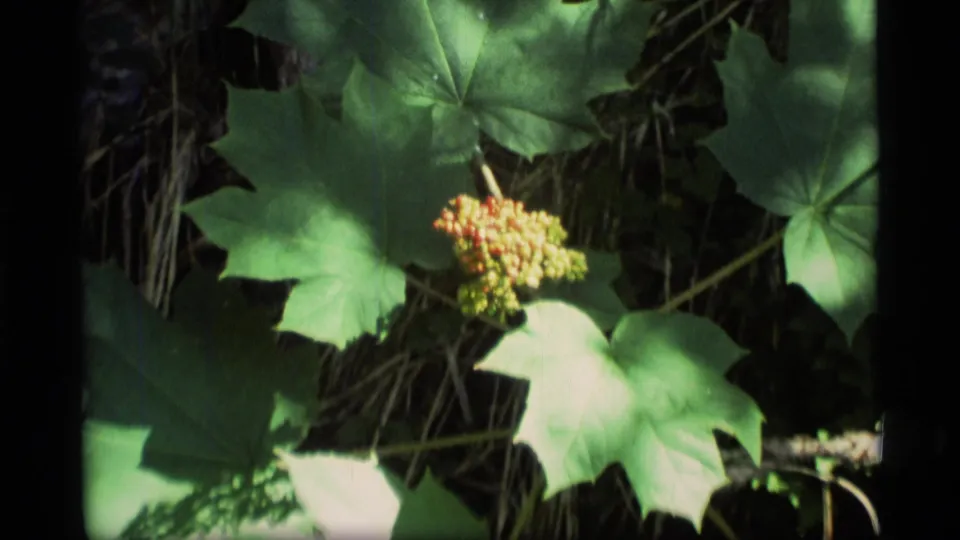 1977 Alaska 8mm close-up of broad green leaves and a small berry cluster in shaded forest undergrowth.