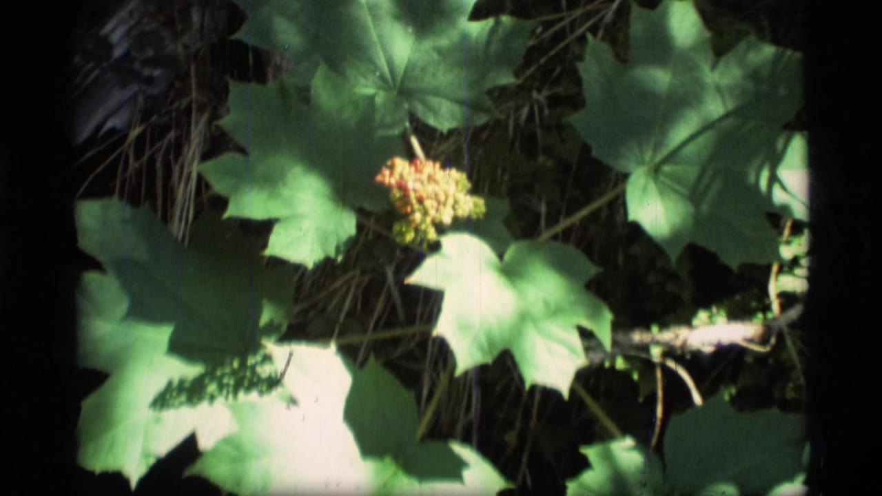 Large green leaves and a pale flower cluster in sun and shade.