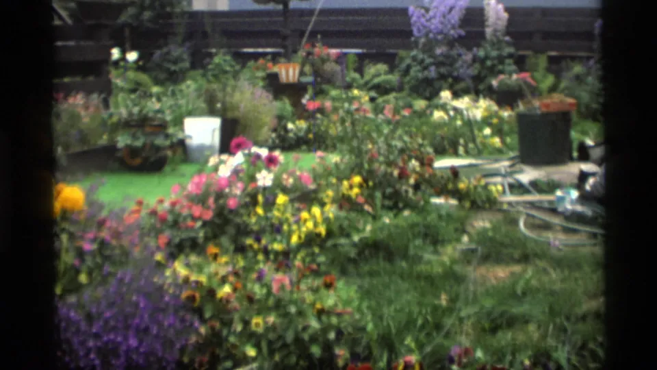 1977 Alaska 8mm frame showing a home garden with mixed flowers, planters, lawn, and a dark fence or cabin edge behind it.