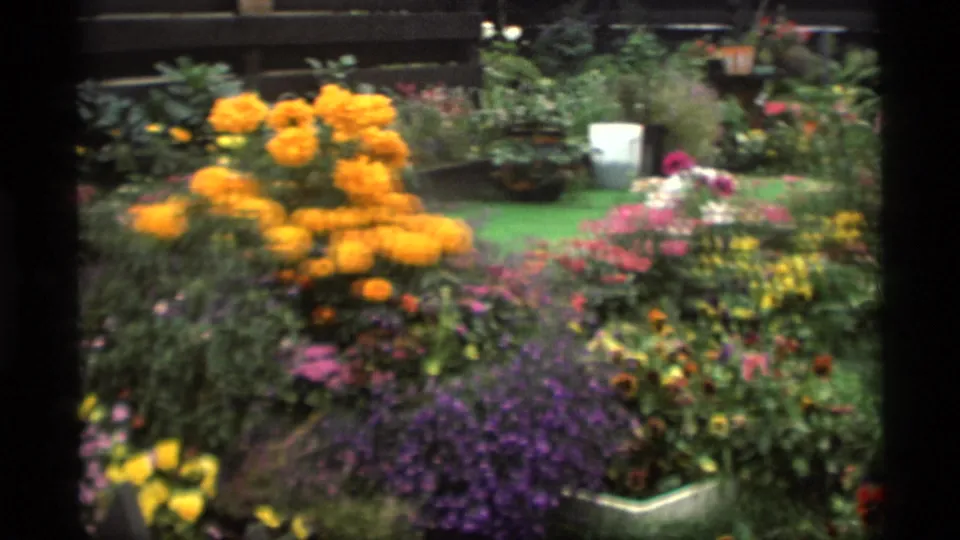 1977 Alaska home-movie frame showing dense summer flowers, including orange marigold-like blooms, purple flowers, and garden containers.