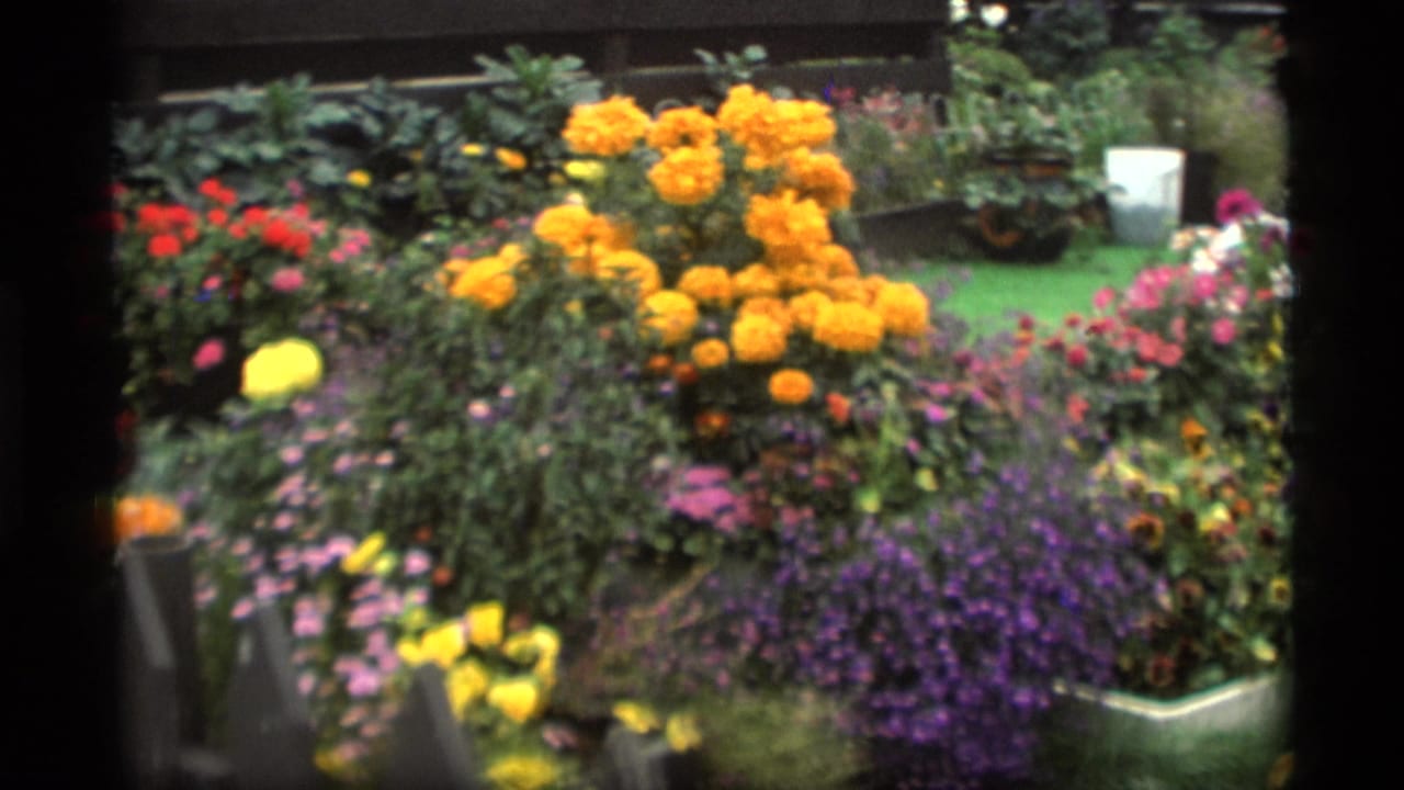 1977 Alaska 8mm frame showing a colorful garden bed with yellow flower clusters, mixed blooms, green lawn, and a dark fence.