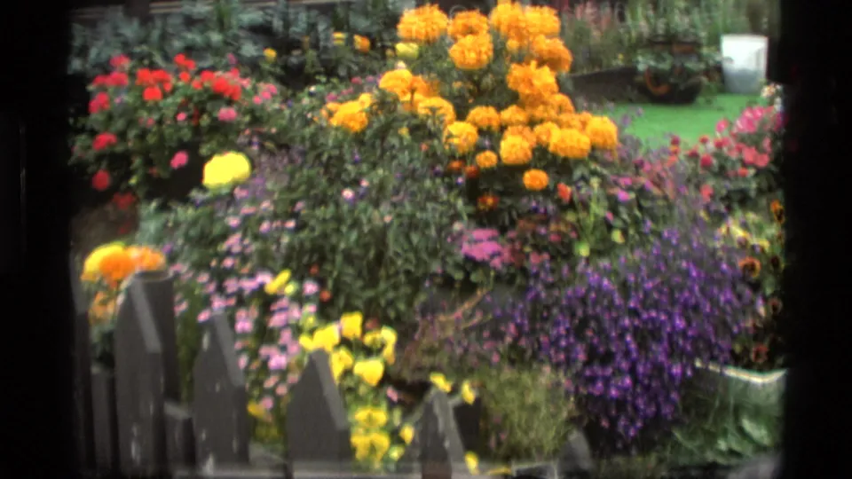 1977 Alaska 8mm frame of a bright garden with yellow blooms, purple flowers, green grass, and dark fence posts in the foreground.