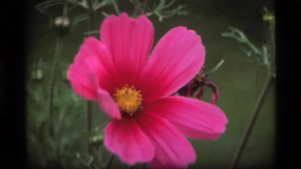 1977 Alaska 8mm close-up of a bright pink cosmos-like flower with a yellow center, surrounded by soft green stems and foliage.