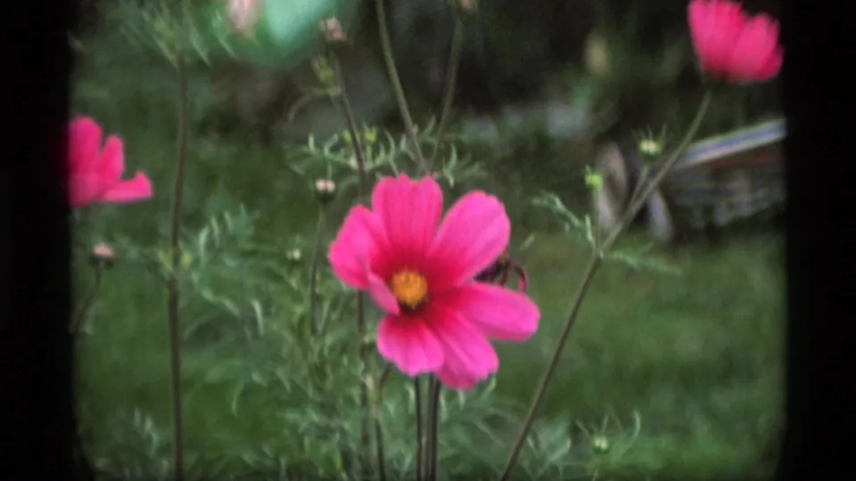 1977 Alaska 8mm frame showing a pink cosmos-like bloom on a tall stem, with green foliage and a softly blurred garden behind it.
