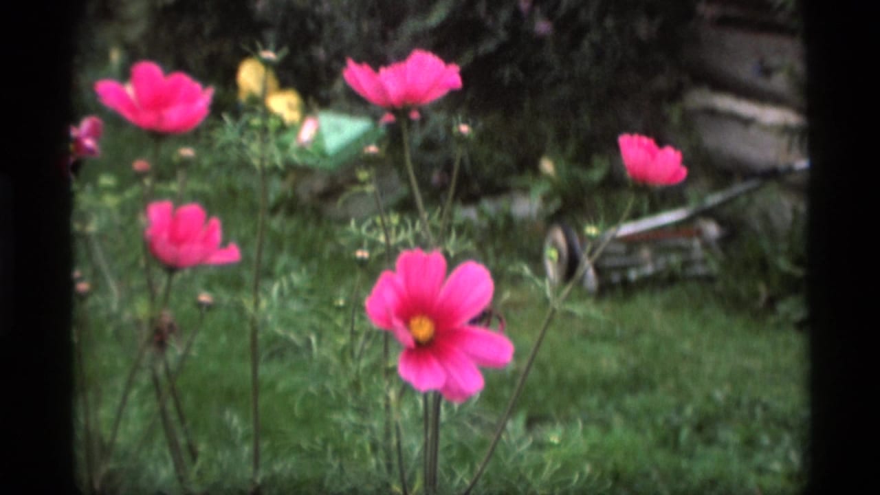 Pink cosmos flowers in a backyard lawn with a wooden fence and push mower behind them.