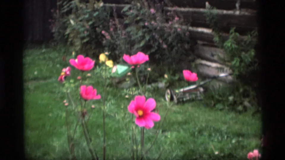 Handheld 8mm view of pink cosmos in an Alaska backyard garden, with saturated greens, a wooden fence, and a push mower behind the flowers.