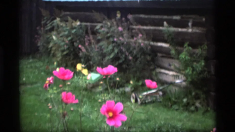 1977 Alaska home-movie frame showing multiple pink cosmos in a grassy backyard garden, with fence rails, shrubs, and a mower in soft focus.