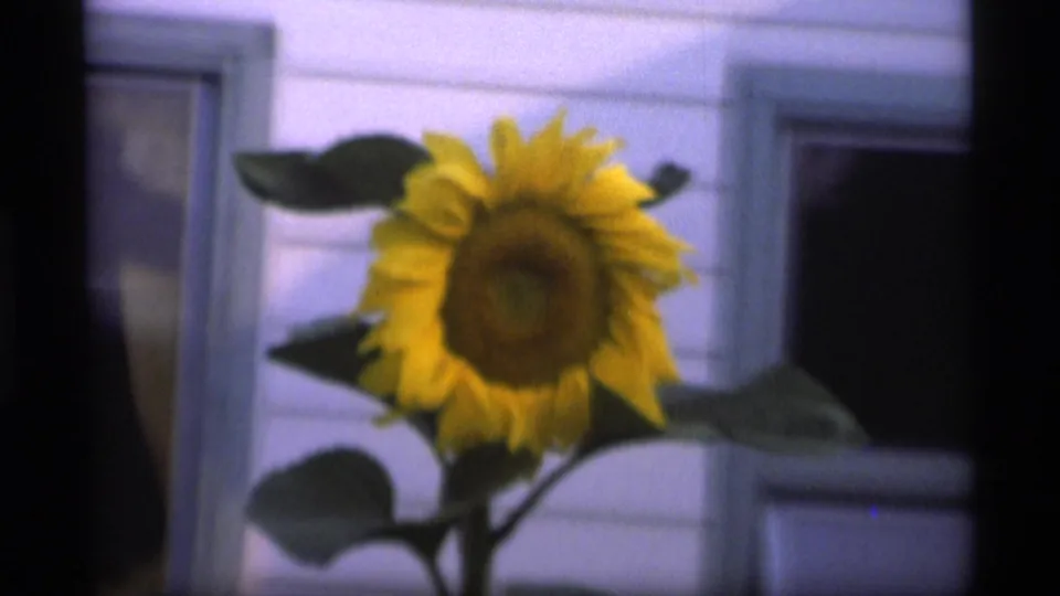 Soft 8mm close view of a yellow sunflower in the Alaska garden footage, framed near a light exterior wall and dark opening.