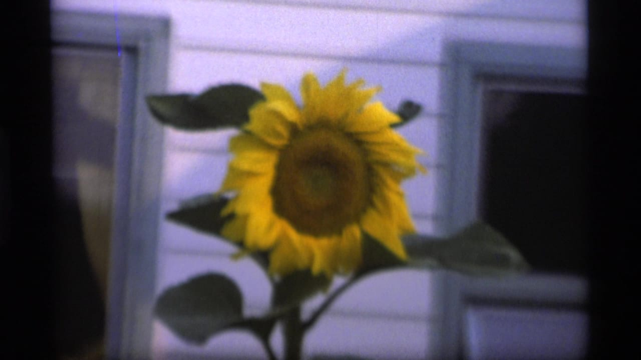 1977 Alaska 8mm frame of a yellow sunflower with large leaves in front of a white house with blue window trim.