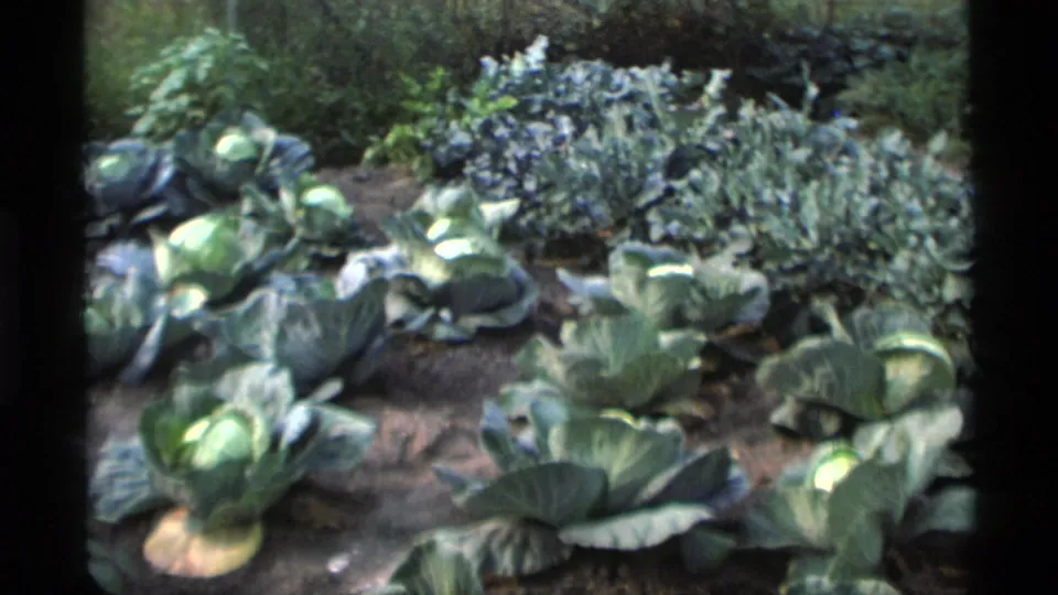 1977 Alaska 8mm frame of a vegetable garden with cabbages, soil rows, and dense leafy planting in daylight.