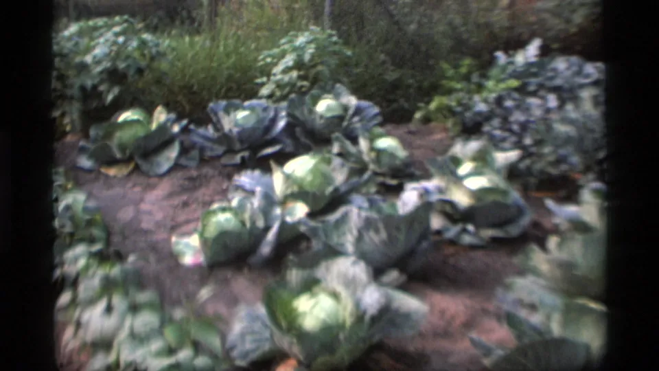 1977 Alaska home-movie frame showing cabbages in a garden bed with varied green and purple-toned leaves.