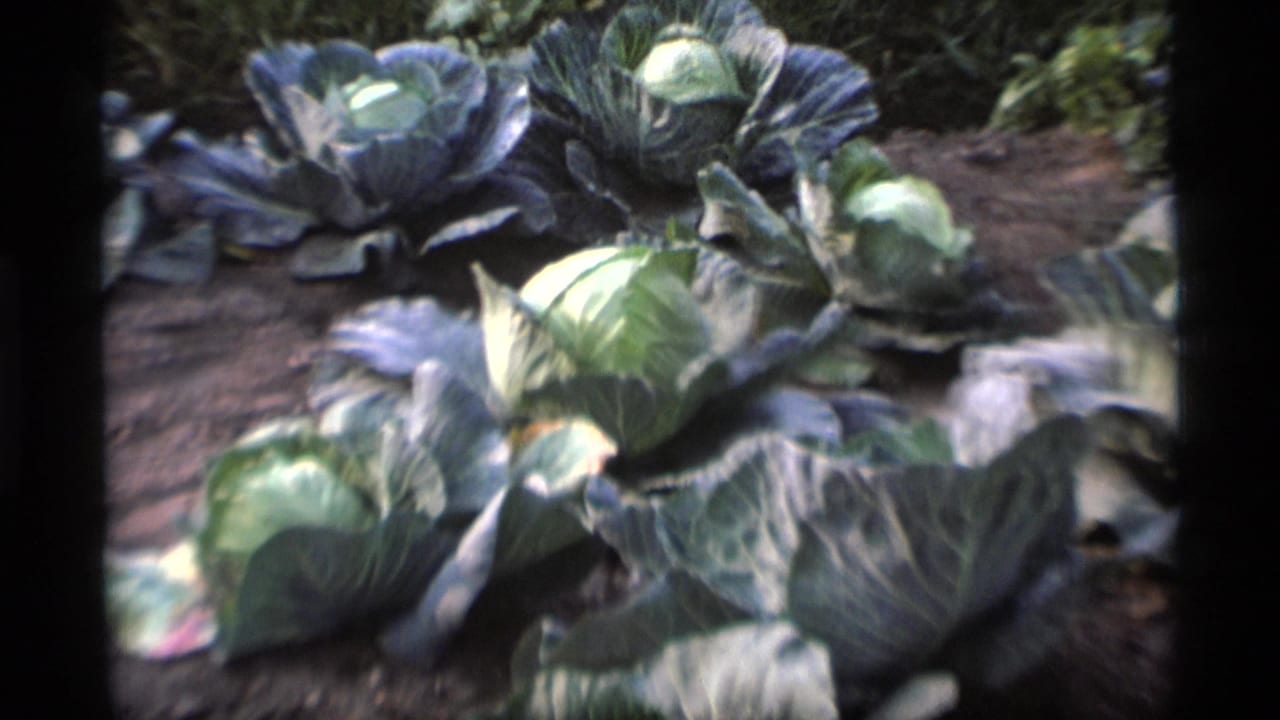 Close view of green cabbages in an Alaska garden from 1977 home-movie footage, with soft focus and dark film edges.