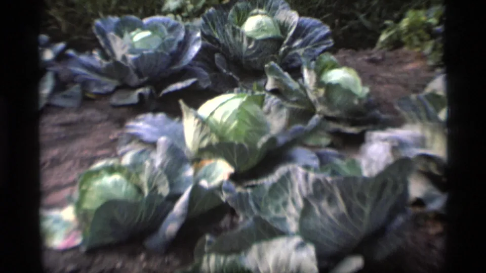 Close view of green cabbages in an Alaska garden from 1977 home-movie footage, with soft focus and dark film edges.