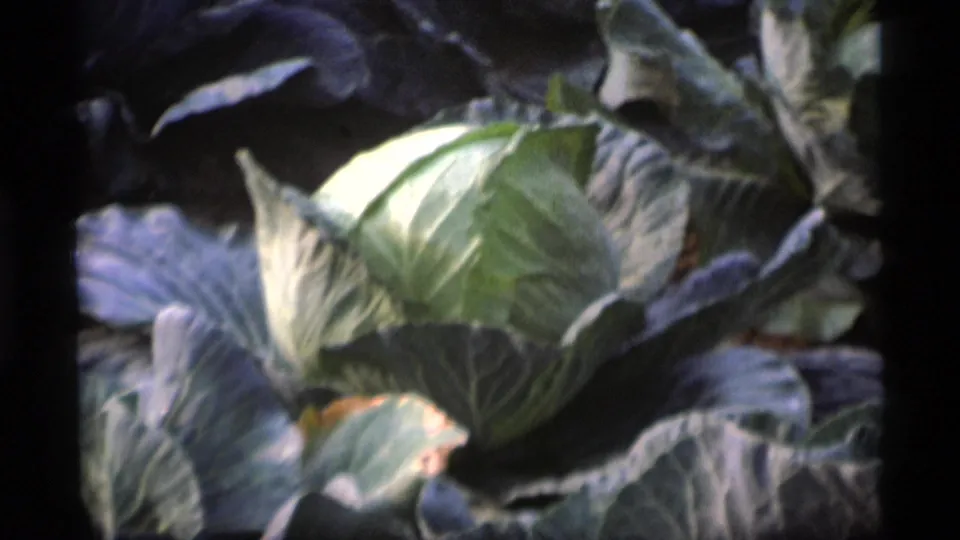 A large green cabbage and surrounding leaves appear in close-up in the 1977 Alaska home-movie sequence.