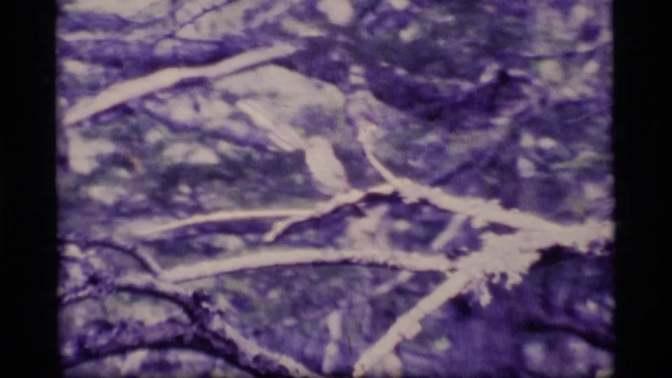 A small bird appears perched among branches, filmed in soft-focus 8mm with a strong purple-blue color cast.