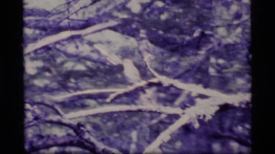 Branches fill the frame as a small bird is partly visible in the wooded scene, with grain and purple-blue aging marks.