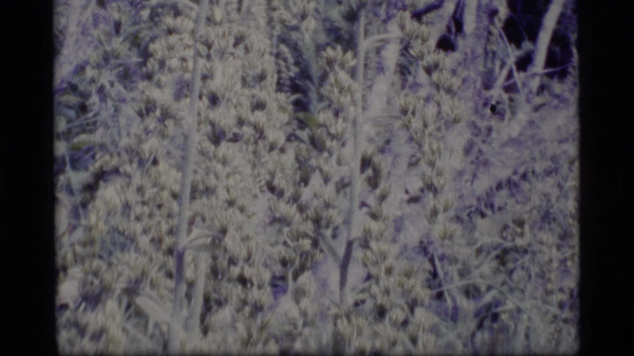 1977 Alaska home-movie frame showing dense forest growth and slender trunks with faded exposure and visible film grain.