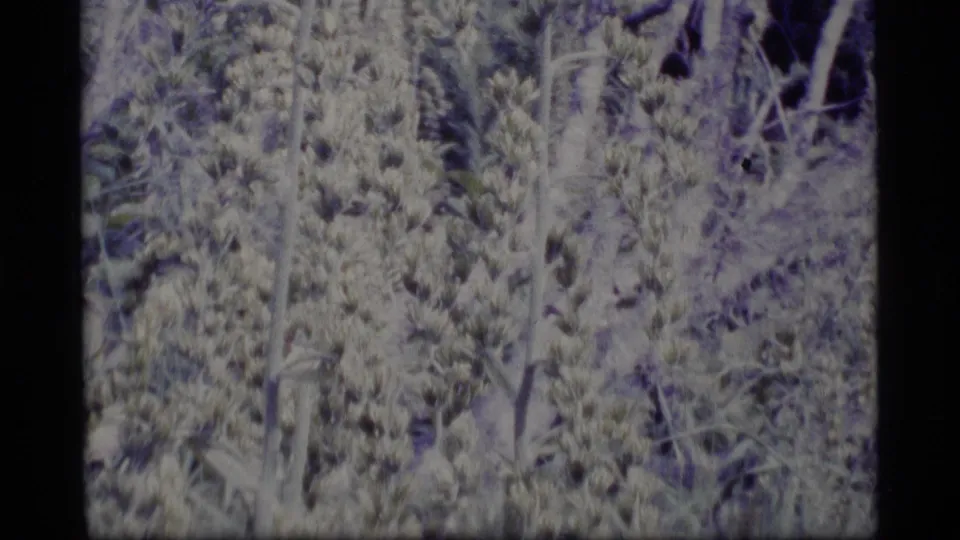 1977 Alaska home-movie frame showing dense forest growth and slender trunks with faded exposure and visible film grain.
