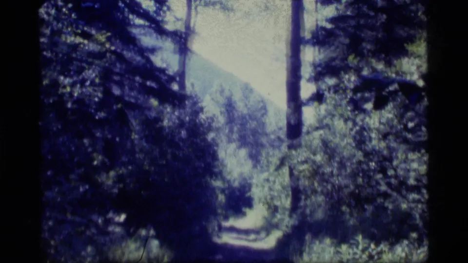 1977 Alaska 8mm frame of a sunlit woodland trail running between dark trees and thick roadside shrubs.
