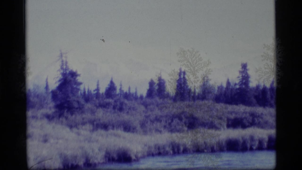Marshy water edge with evergreen trees and pale emulsion marks.